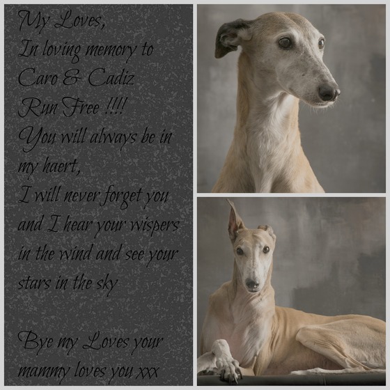 Galgo - greyhound Photograph