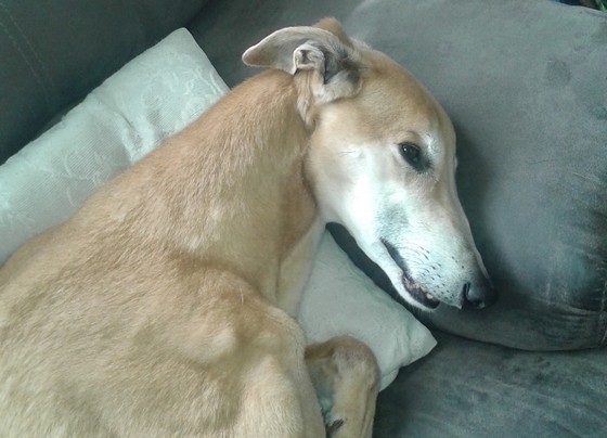 Galgo - greyhound Photograph