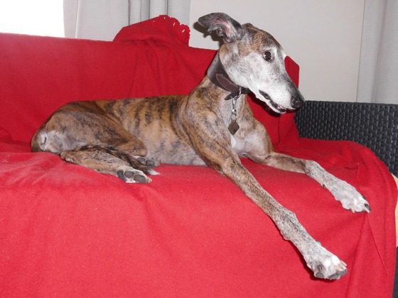 Galgo - greyhound Photograph