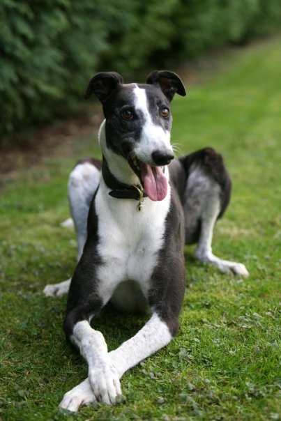 Galgo - greyhound Photograph