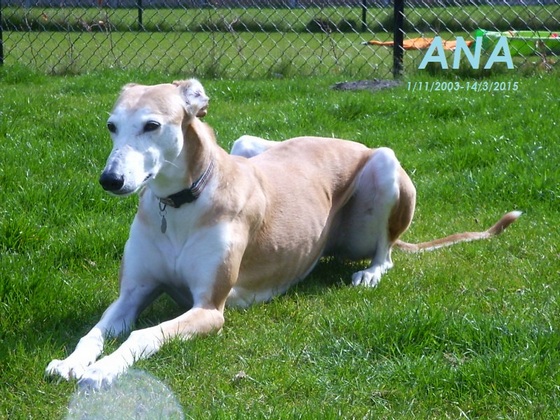 Galgo - greyhound Photograph