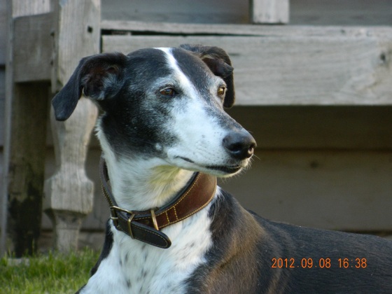 Galgo - greyhound Photograph