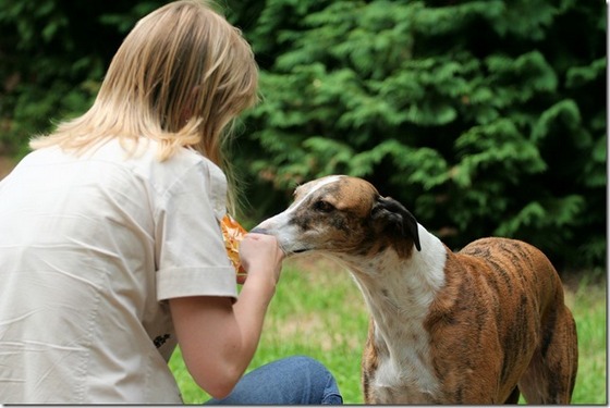 Galgo - greyhound Photograph