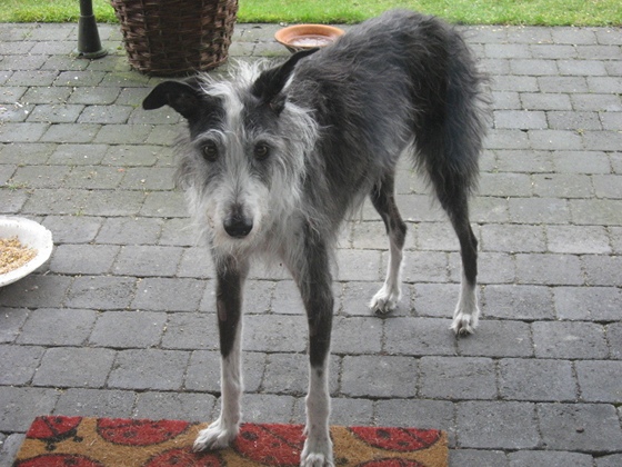 Galgo - greyhound Photograph