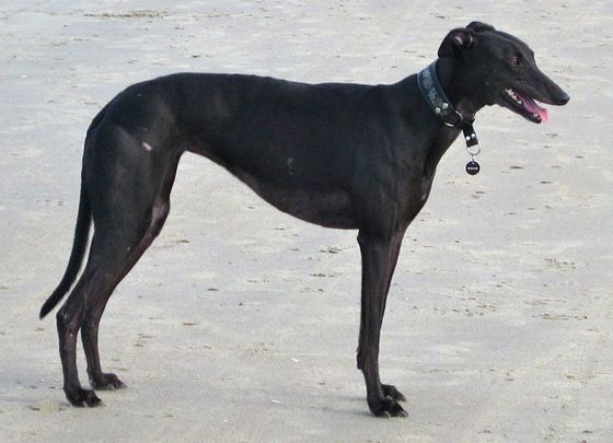 Galgo - greyhound Photograph