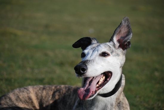 Galgo - greyhound Photograph