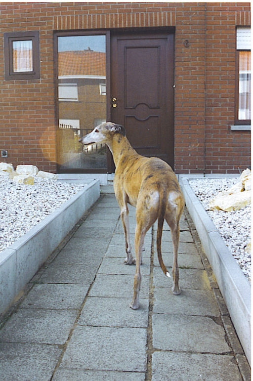 Galgo Photograph