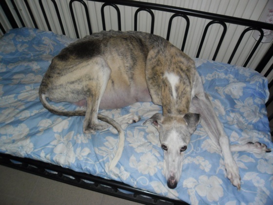 Galgo - greyhound Photograph