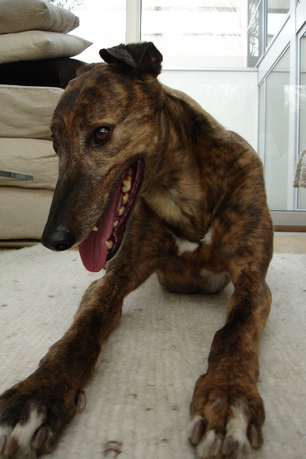 Galgo - greyhound Photograph