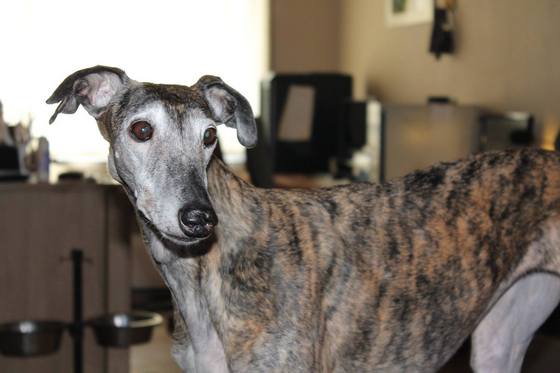 Galgo - greyhound Photograph