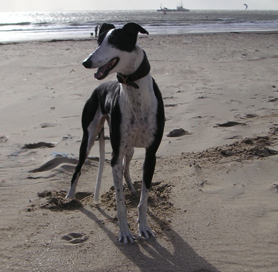 Galgo - greyhound Photograph