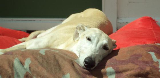 Galgo - greyhound Photograph