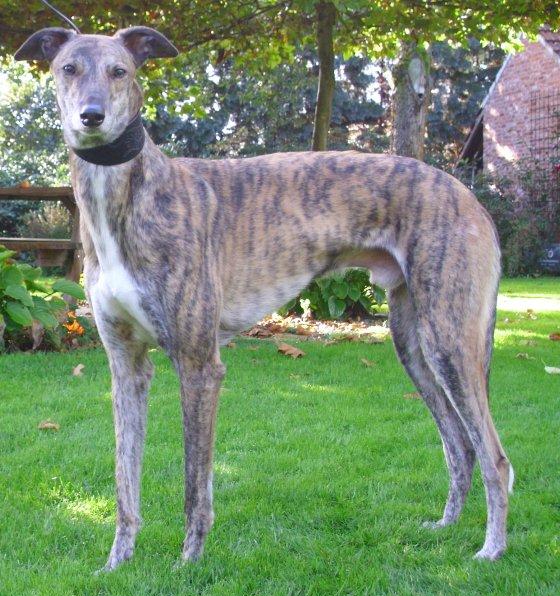 Galgo - greyhound Photograph