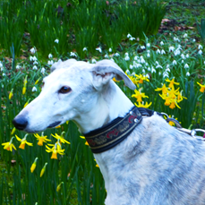 Galgo - greyhound Photograph