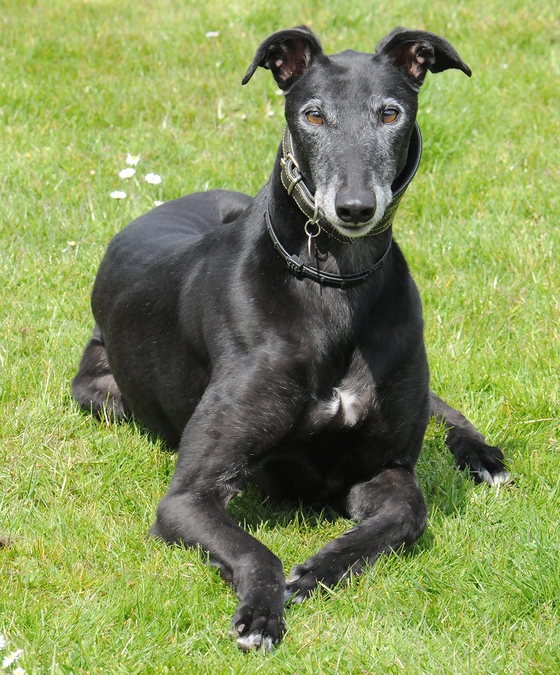 Galgo - greyhound Photograph