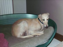 Galgo - greyhound Photograph