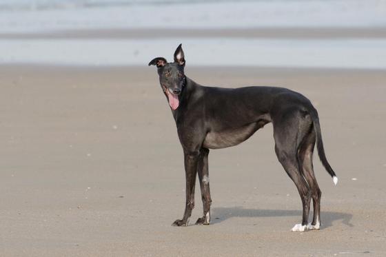 Galgo - greyhound Photograph