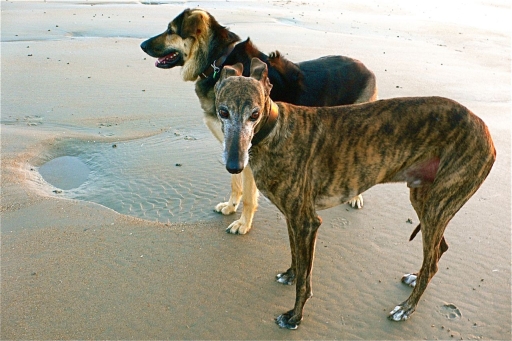 Galgo Photograph