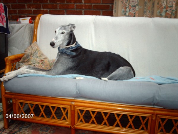 Galgo Photograph