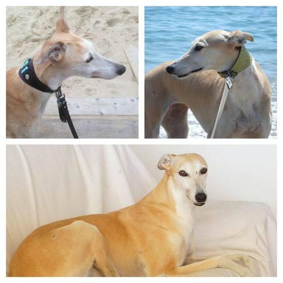 Galgo - greyhound Photograph