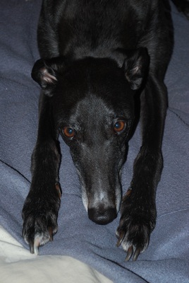 Galgo - greyhound Photograph