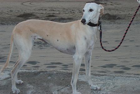 Galgo Photograph