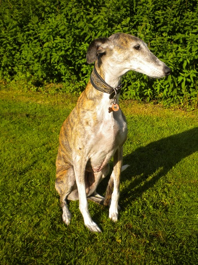 Galgo - greyhound Photograph