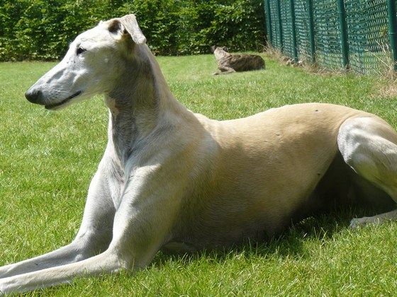 Galgo - greyhound Photograph