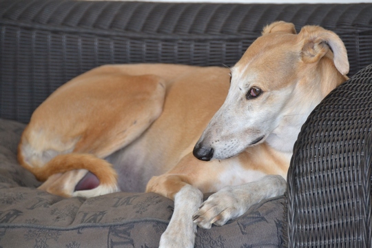 Galgo - greyhound Photograph