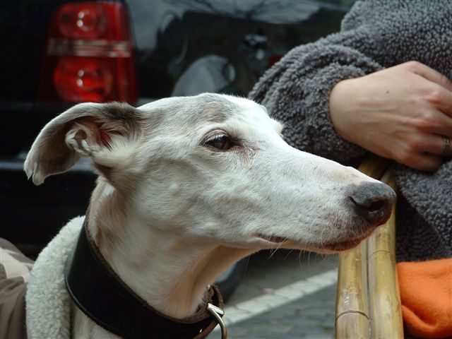 Galgo Photograph