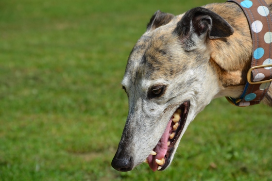 Galgo - greyhound Photograph