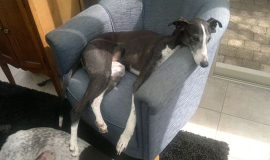 Galgo - greyhound Photograph