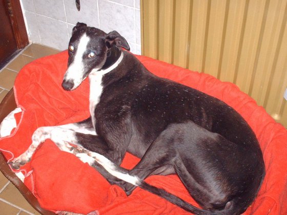 Galgo - greyhound Photograph