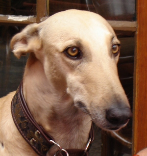 Galgo - greyhound Photograph