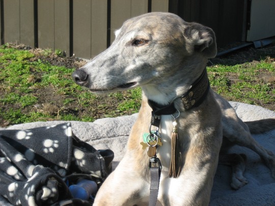 Galgo - greyhound Photograph