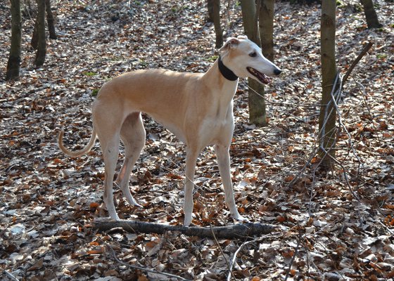 Galgo - greyhound Photograph