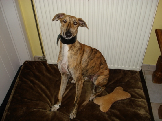 Galgo - greyhound Photograph