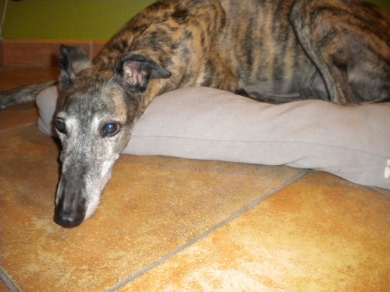 Galgo - greyhound Photograph