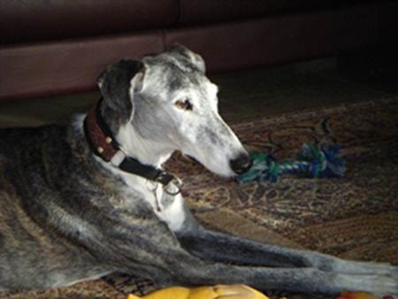 Galgo - greyhound Photograph