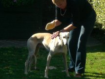 Greyhound Galgo Photograph