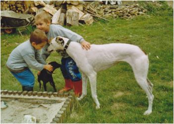 Galgo - greyhound Photograph