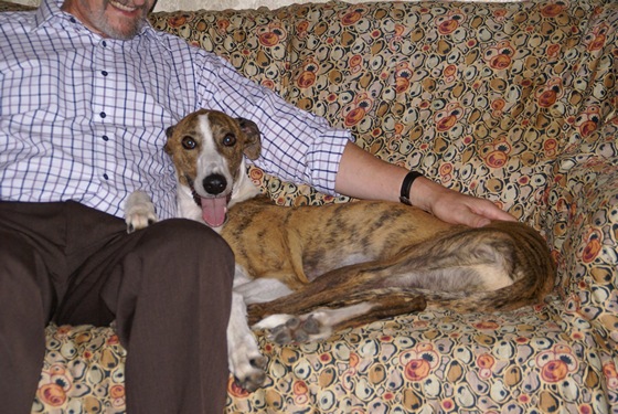 Galgo - greyhound Photograph