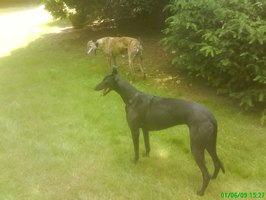 Galgo - greyhound Photograph