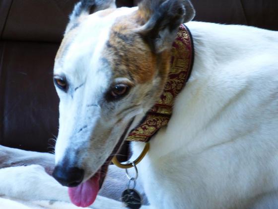 Galgo - greyhound Photograph