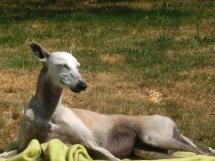 Galgo - greyhound Photograph