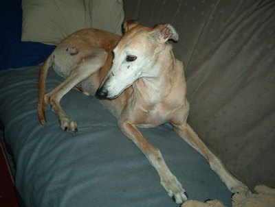 Galgo Vivo