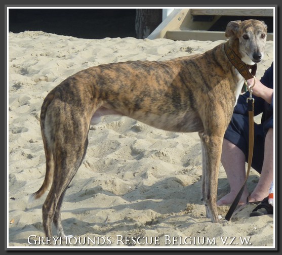 Galgo - greyhound Photograph