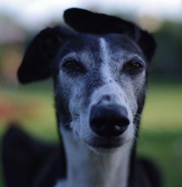 Galgo - greyhound Photograph