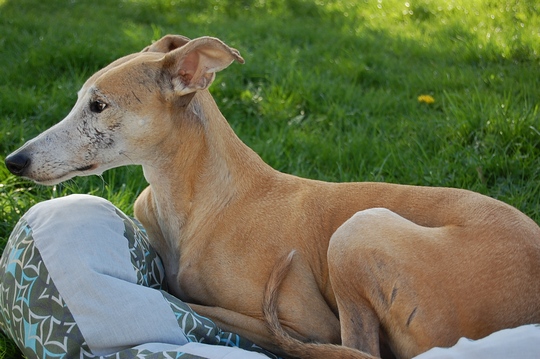 Galgo - greyhound Photograph