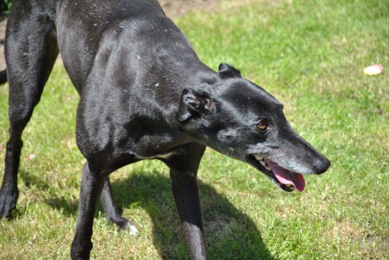 Galgo - greyhound Photograph